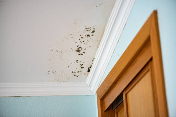 Best Home Mold Removal  in Colonial Pine Hills, SD