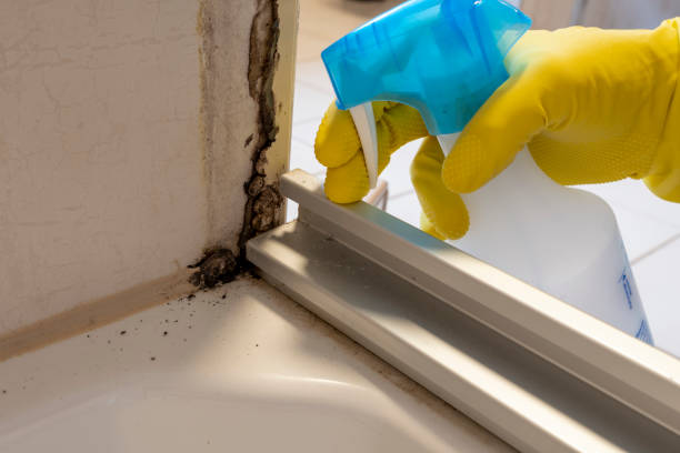 Best Fast Mold Removal  in Colonial Pine Hills, SD