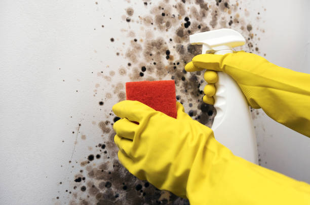 Best Mold Damage Repair  in Colonial Pine Hills, SD