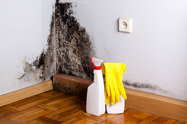 Best Office Mold Removal Services  in Colonial Pine Hills, SD