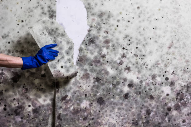 Best Professional Mold Removal  in Colonial Pine Hills, SD