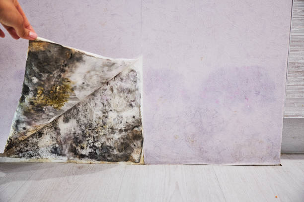 Best Emergency Mold Removal  in Colonial Pine Hills, SD
